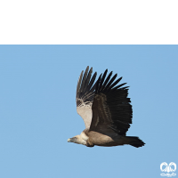 گونه کرکس Eurasian Griffon Vulture